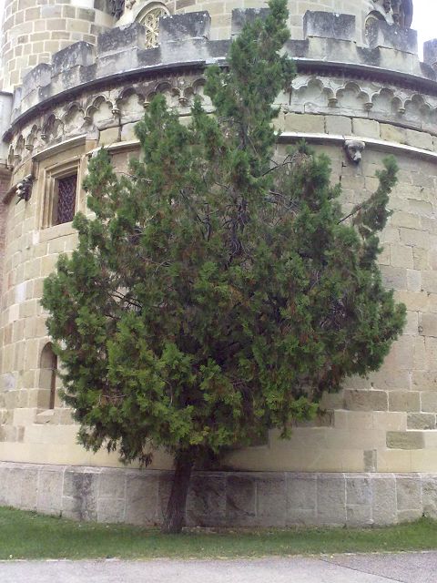 SCHLOSS LAXENBURG 8