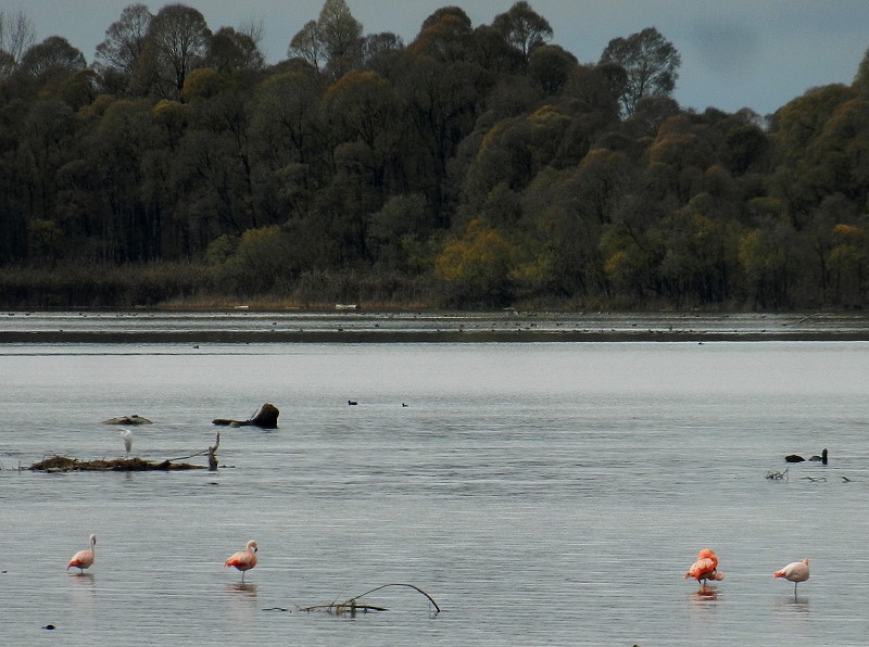 7 Chiemsee  Flamingos 007sk