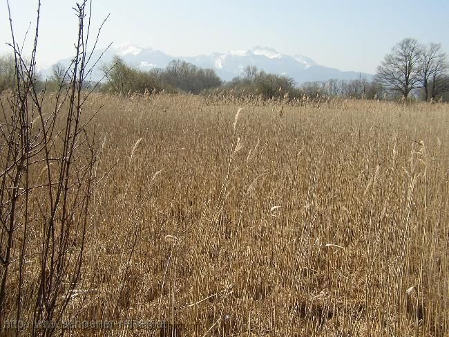 CHIEMSEE > Schilfgürtel