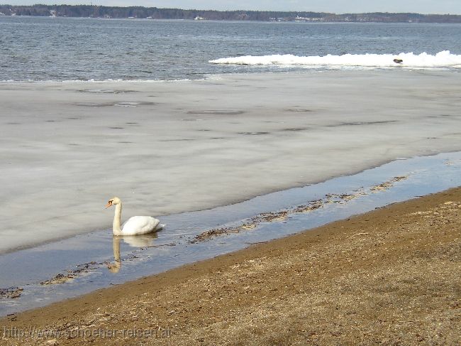 CHIEMSEE > Winterende  > eisfreie Ränder