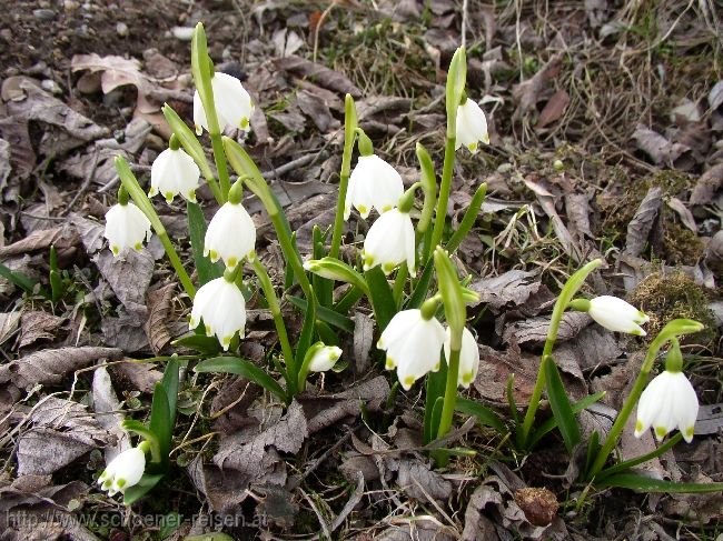 CHIEMSEE > Winterende > In voller Blüte