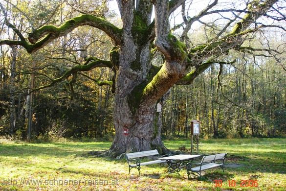 Bierbaum > älteste Eiche Europas