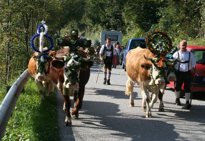 Oberaudorf > Almabtrieb