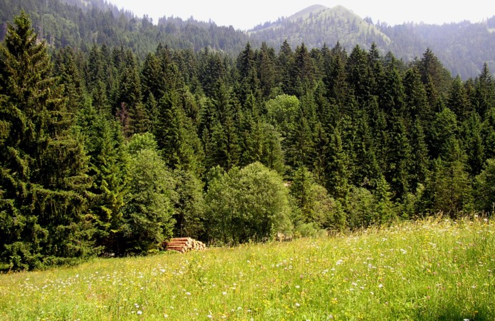 BAD FEILNBACH > Wirtsalm > Blick zum Sulzberg