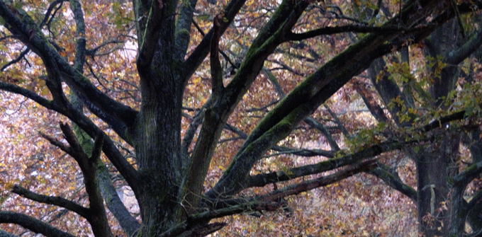 Herbstbaum