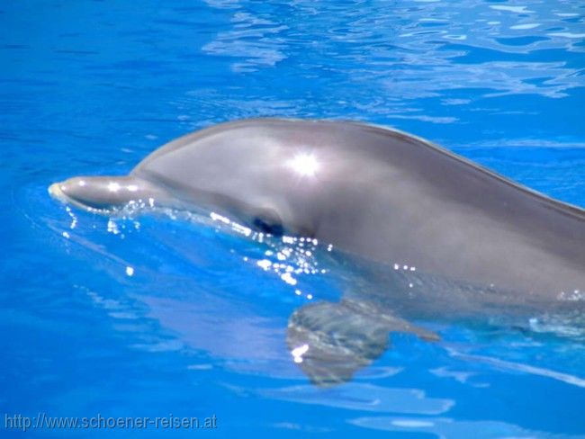 Delphin