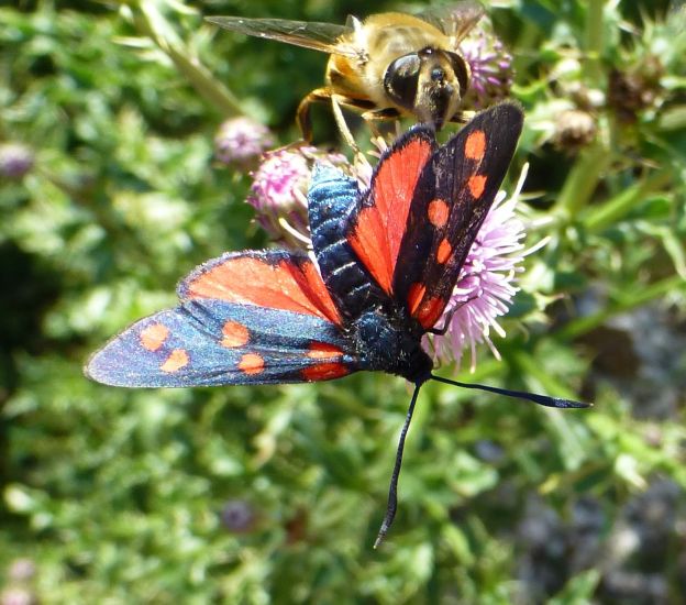 Karersee>Elisabeth-Promenade>Schmetterling5