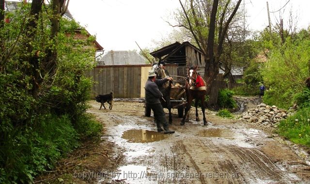 Maramures > Zusamentreffen mit einem Pferdefuhrwerk.