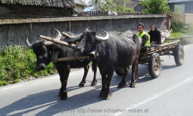 MARAMURES > Ochsenfuhrwerk