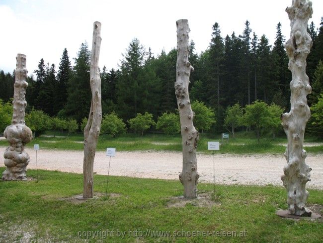 HOHE WAND > Baumskulpturen von Kurt Foit