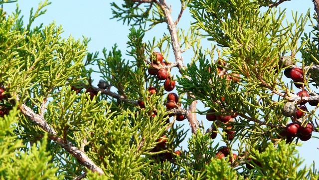 Herbst 2011,6 Imotski, Vinišće 4