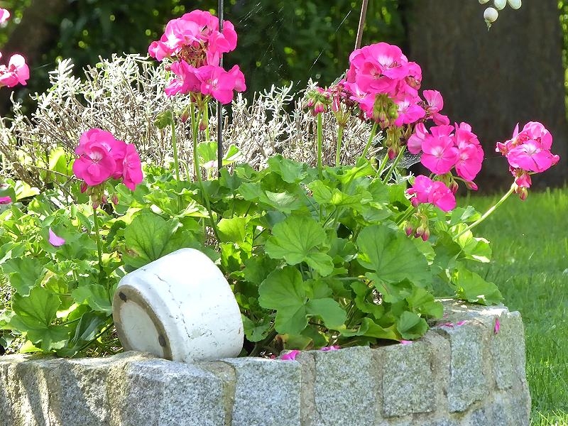 Gartenblumen im August