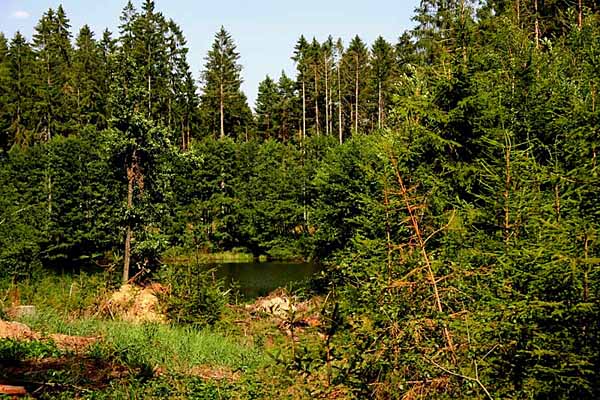 Waldsee / Kraftarena Groß Gerungs