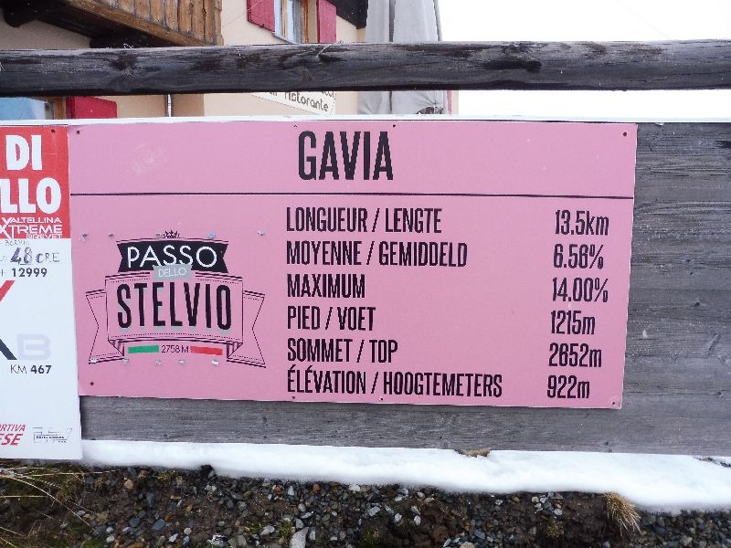 Gavia (3)