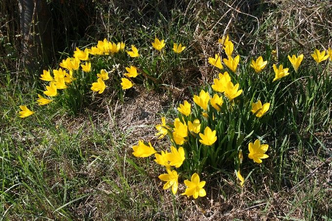 Hebstgoldbecher > Sternbergia lutea