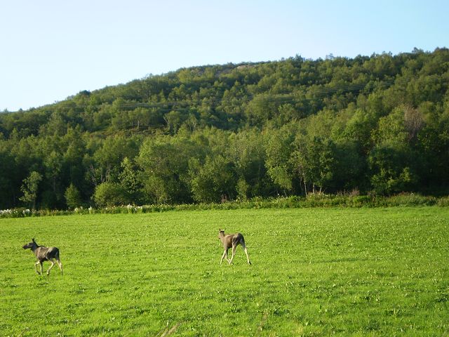 Sommer in Norwegen