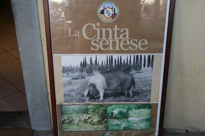 CHIANTI >  bei Panzano > Cinte > Schweine