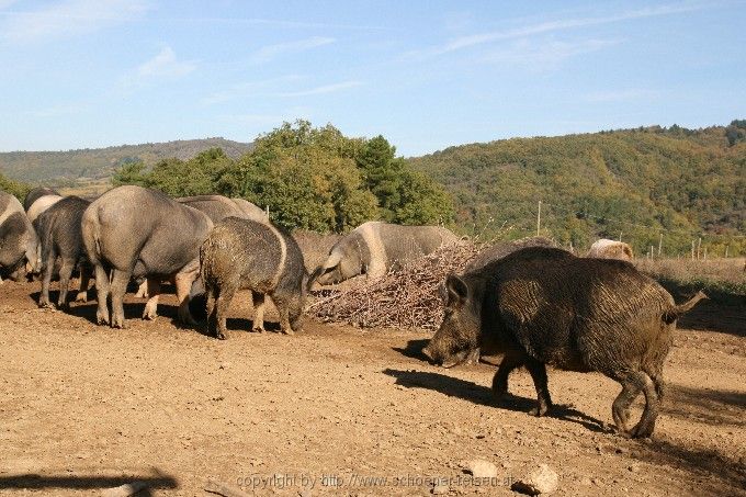 CHIANTI >  bei Panzano > Cinta Senese > Schweine