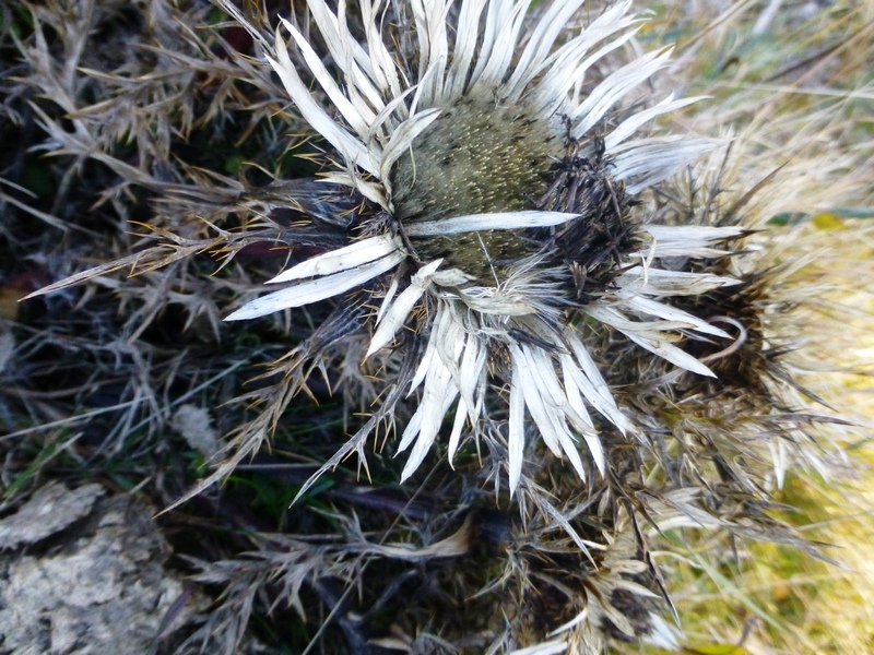 Silberdistel