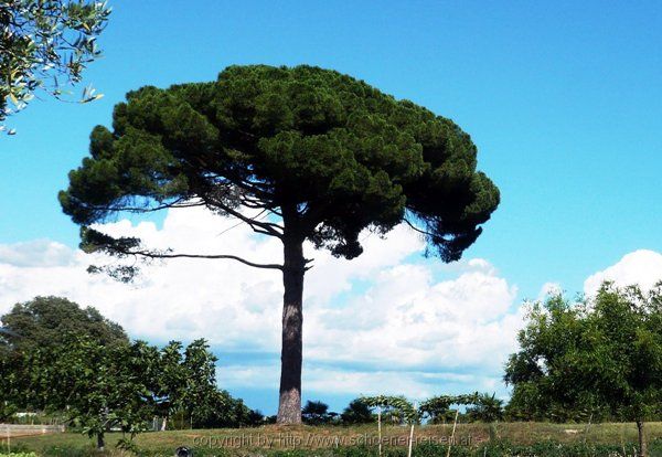 Istrien > Baum in Cervar