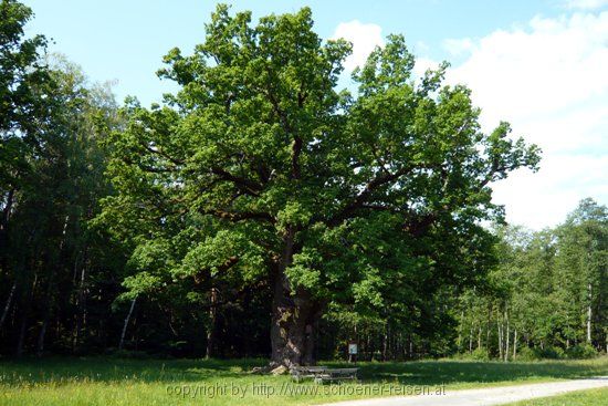 Bierbaum - älteste Eiche Europas