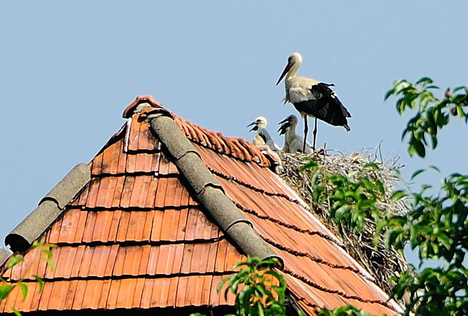 Naturpark Lonjsko Polje 04 5