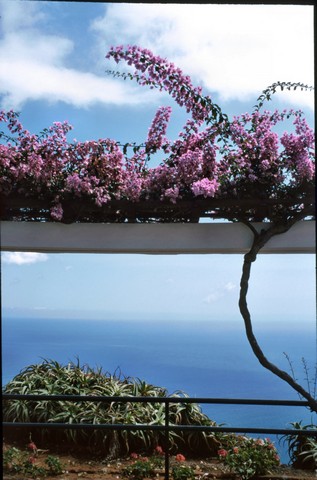 Madeira , die Vulkan- aber auch Frühlingsinsel, Teil 3 3