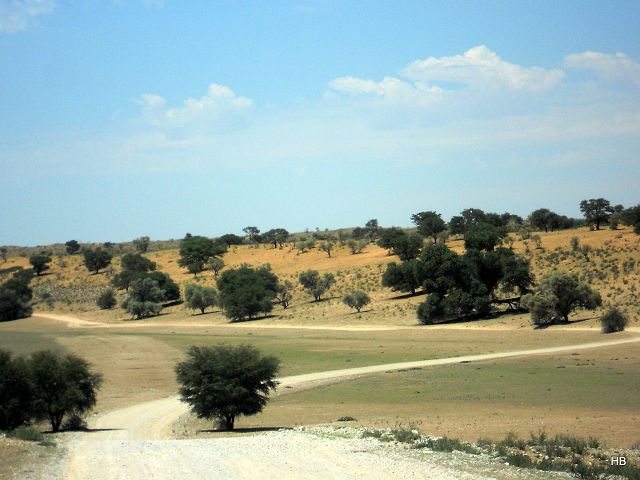 Kgalagadi Park 2