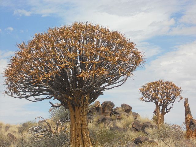 Namibia 2011/12 3