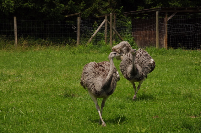 Tierpark Roseeg 5