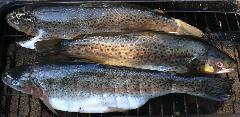 Fische vor dem Räuchervorgang