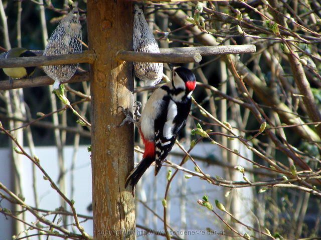 Buntspecht am Vogelhaus