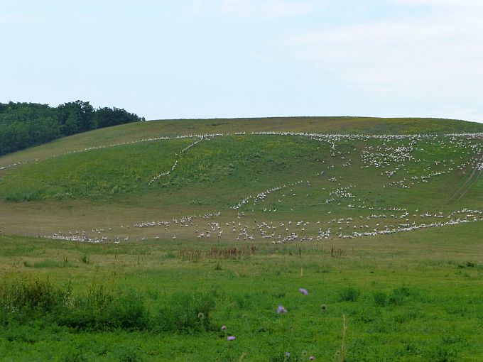 Gänse in Ungarn 1