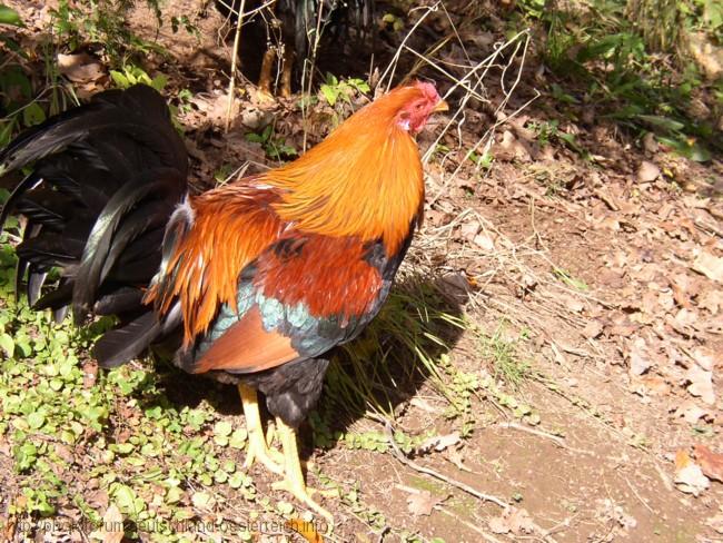 VÖGEL > Hahn - Rasse: Italiener