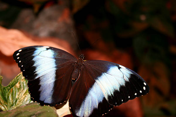 Blauer Schmetterling