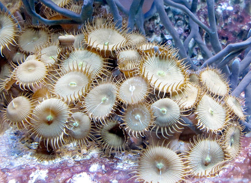 Koralle8