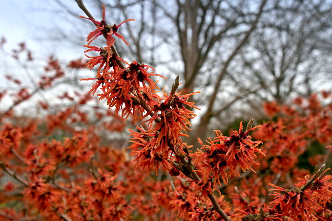 MÜNCHEN > Botanischer Garten 3