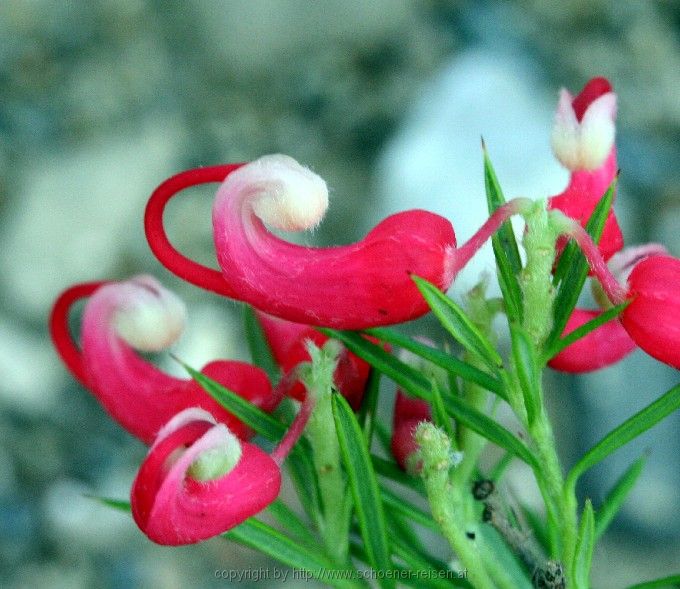 Blüte im Oktober 4