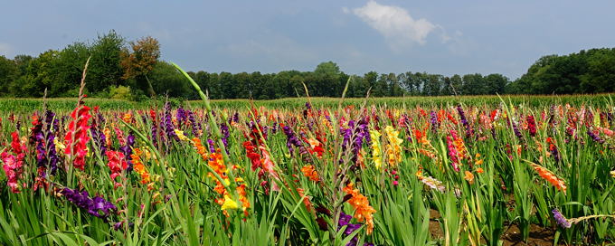 Gladiolenfeld