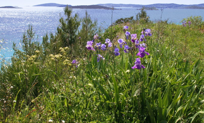 IRIS auf Peljesac