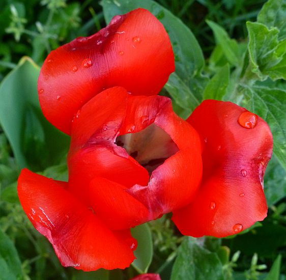 Tulpe verblüht2