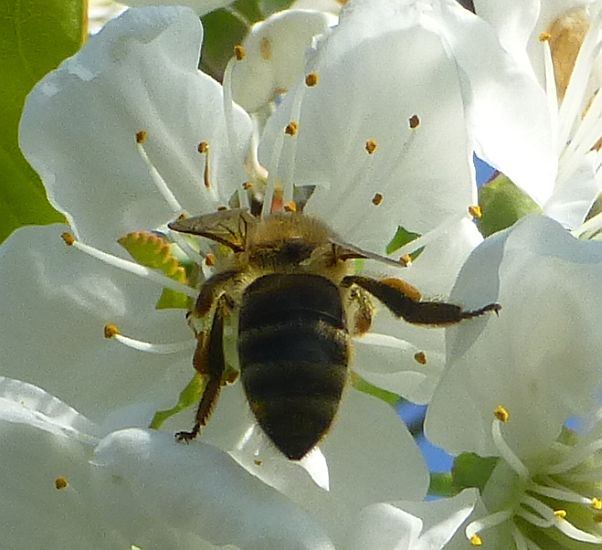 Apfelblüte mit Biene1