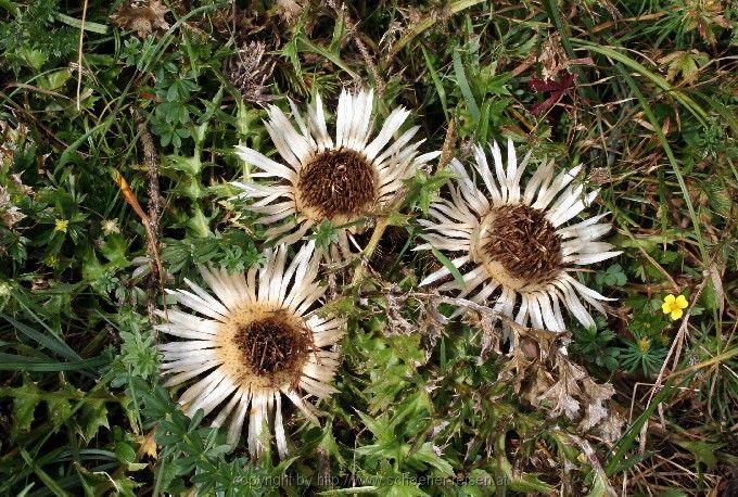 Silberdistel