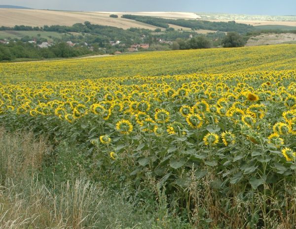 Sonnenblumenfeld in Ungarn1