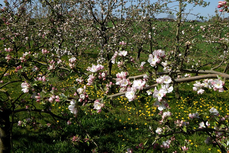 Apfelblüten 800 021