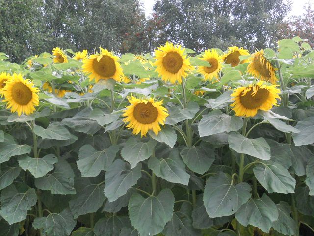 Sonnenblumen