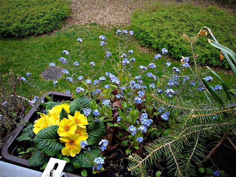 Frühling