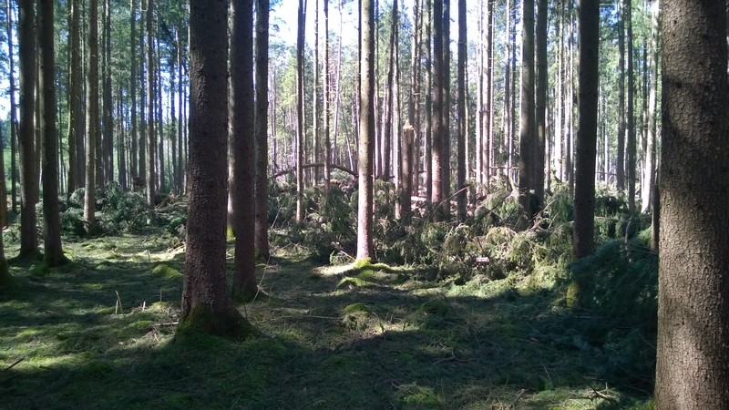 Waldspaziergang mit Frühlingsboten