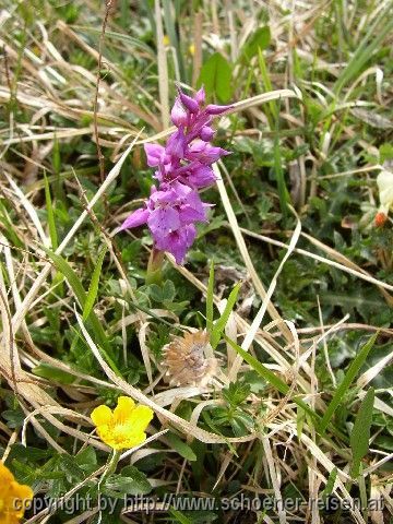 Frühling im Gebirge: Knabenkraut