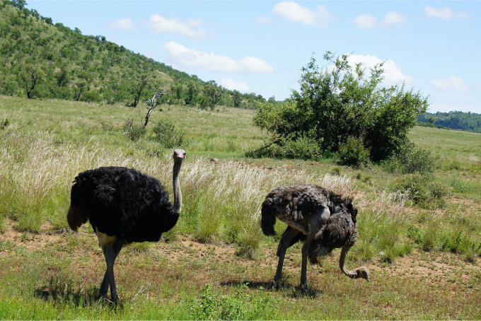 Pilanesberg-26